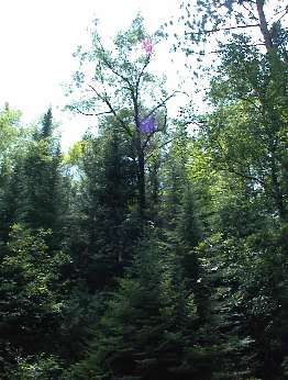 Click to see DSC00031.JPG